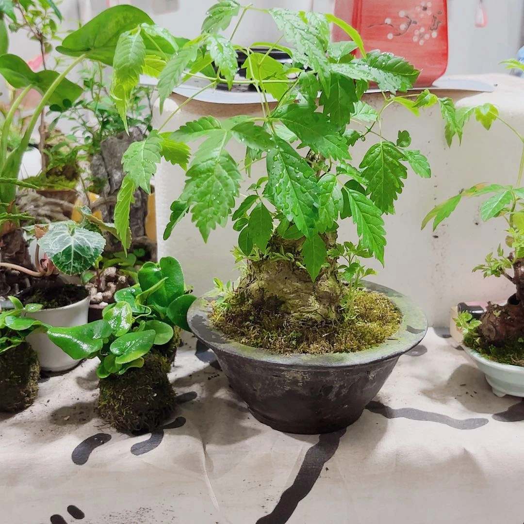 无花朵违**笑一物一拍 所见即所得8