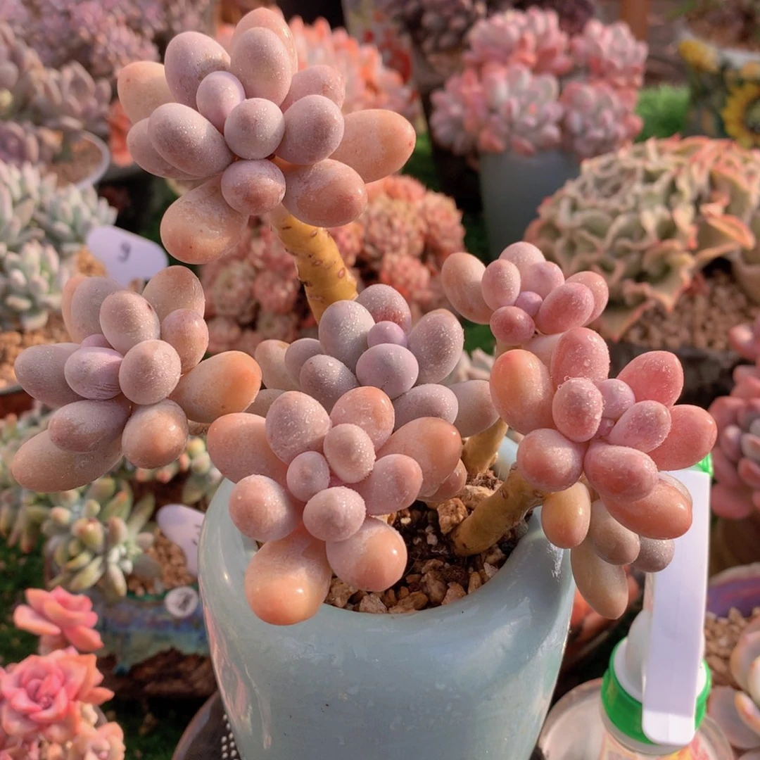 汤圆13 公分一物一拍