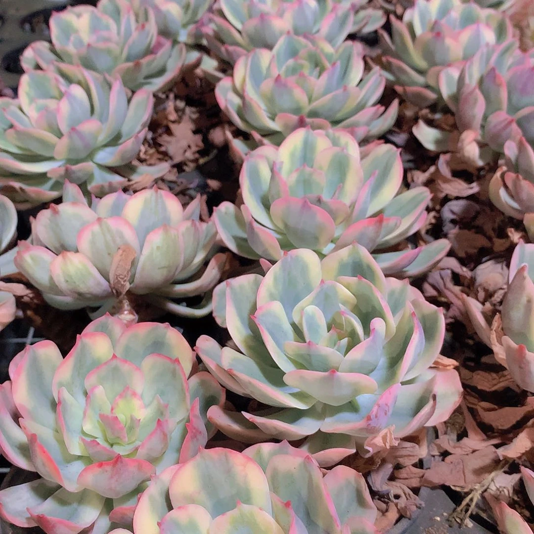 玉凤锦23568890000