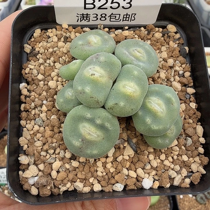 毛饼杂绿豆糕9头 带盆发