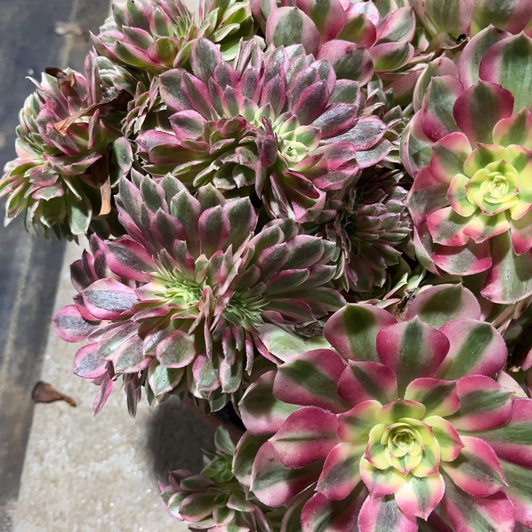 法师多肉植物漂亮漂亮