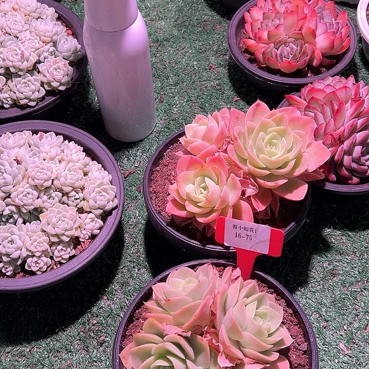 16.75星娜塔一个脱土