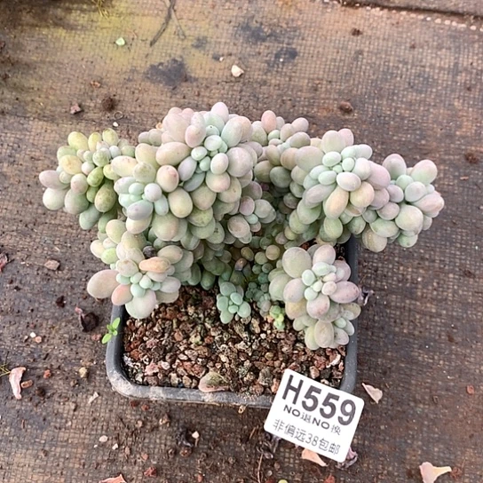 海***）汤圆缀化559 亏本处理退款拉黑7-8天发货