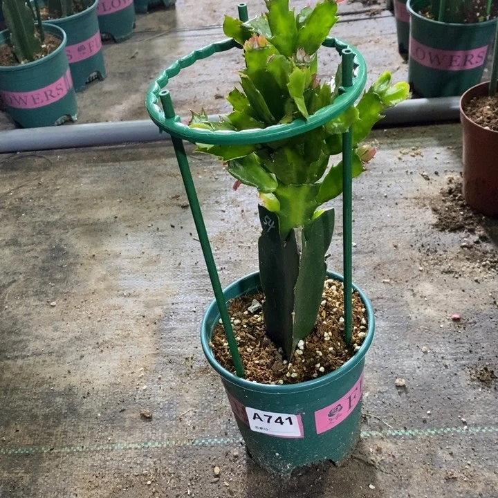 当前无花栽培后可以开花741桑吉塔