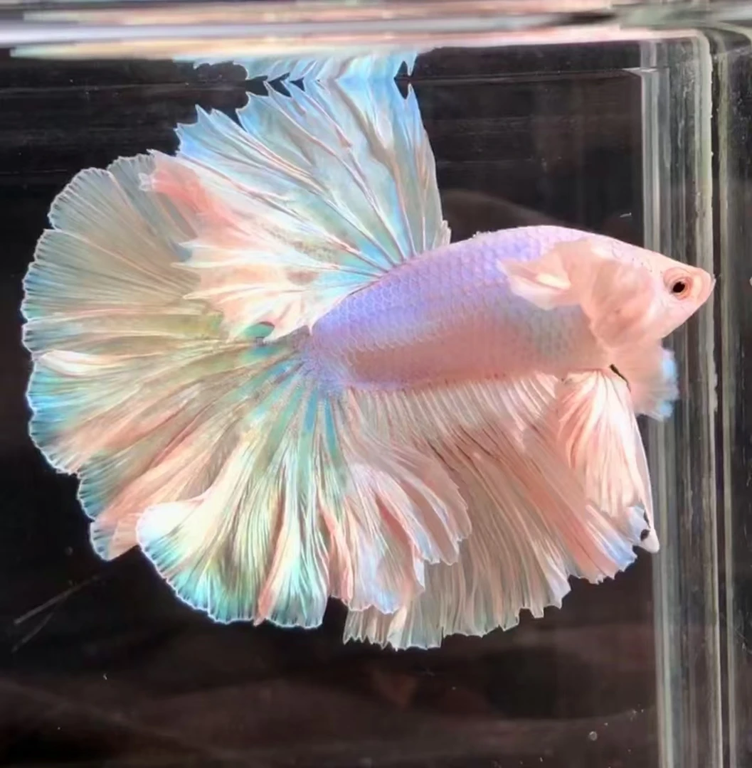 D1（1-24）泰国斗鱼小型热带观赏鱼、耐活（直播间选鱼）