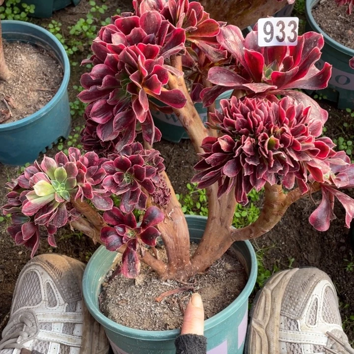 933号美杜莎缀化法师多肉植物