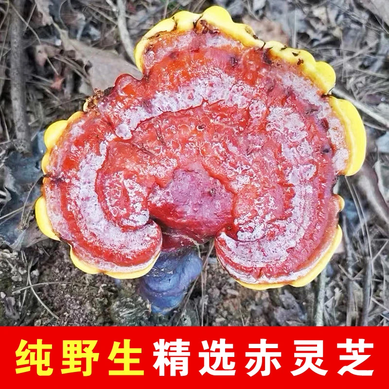 精品纯野生赤灵芝整枝灵芝干货味道苦