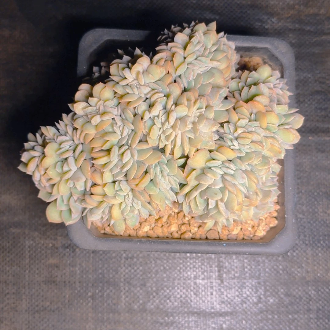 提拉米苏多肉11111111111