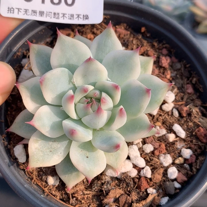 无花朵吉娃娃锦多肉植物