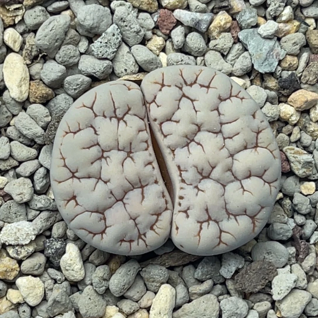0973凹凸脑纹189一颗