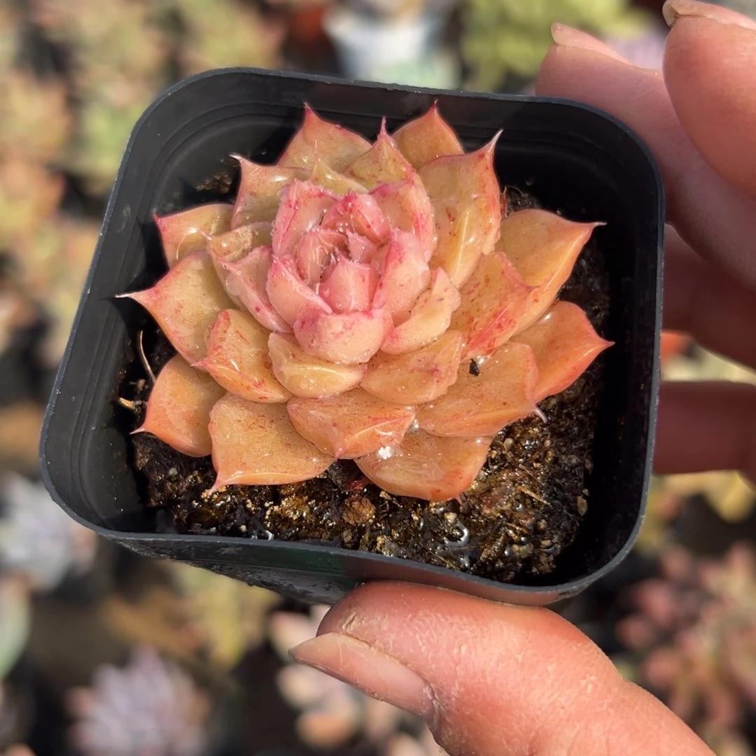 多肉植物多肉植物