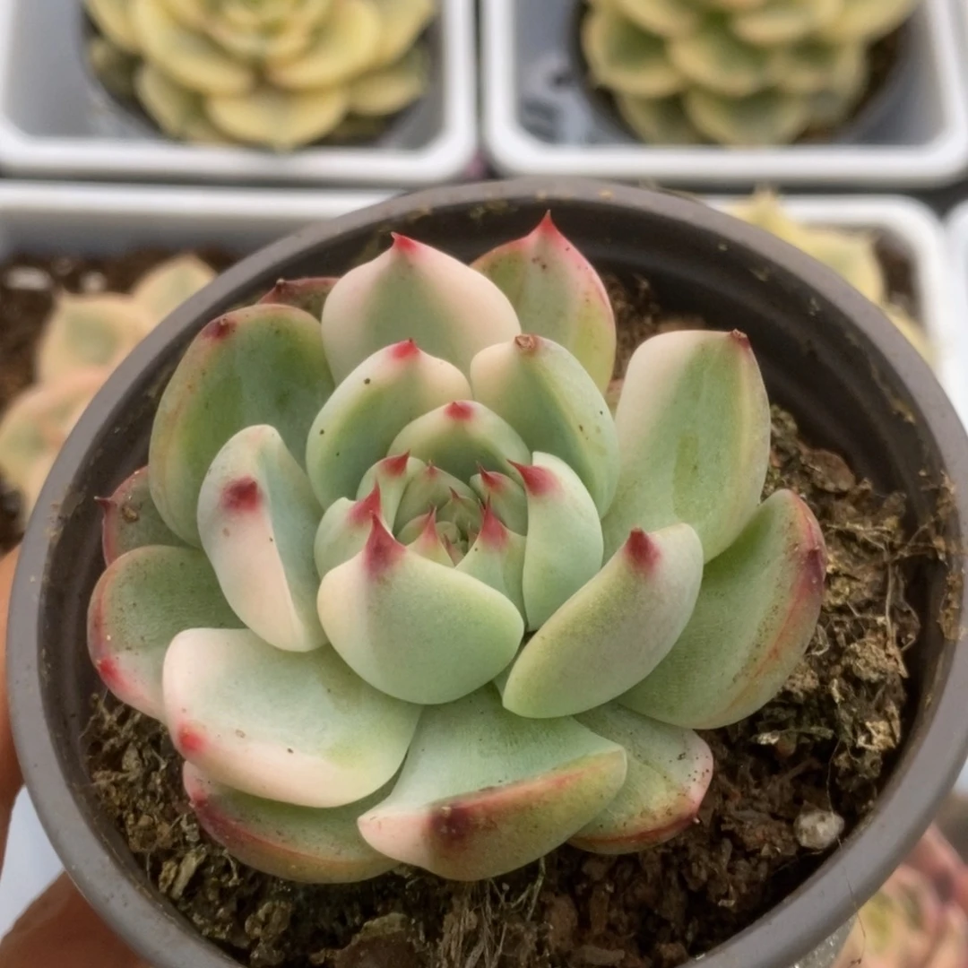 105锦锦锦锦锦锦锦锦