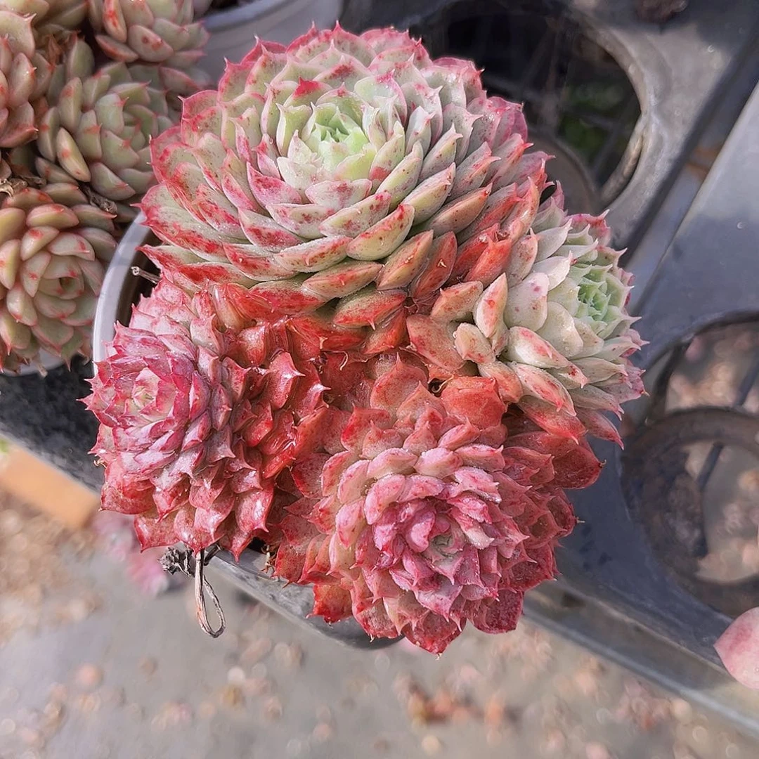 朱砂痣12公分999999米999