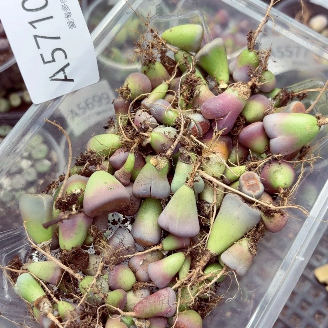 5710–生石花 生石花