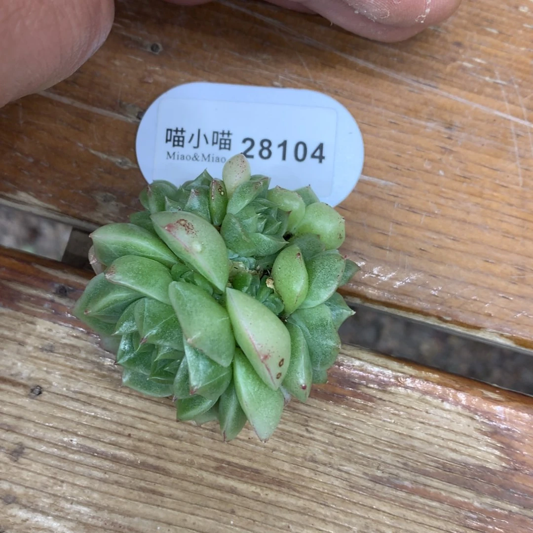 多肉植物麦秆珍妮
