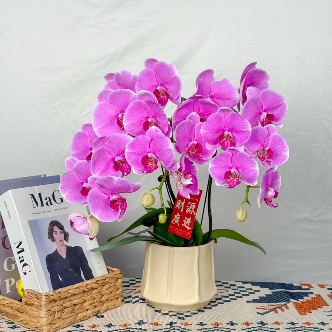 蝴蝶兰<大粉花>鲜花 绿植 北欧风 好养花期长 年宵花 室内欣赏