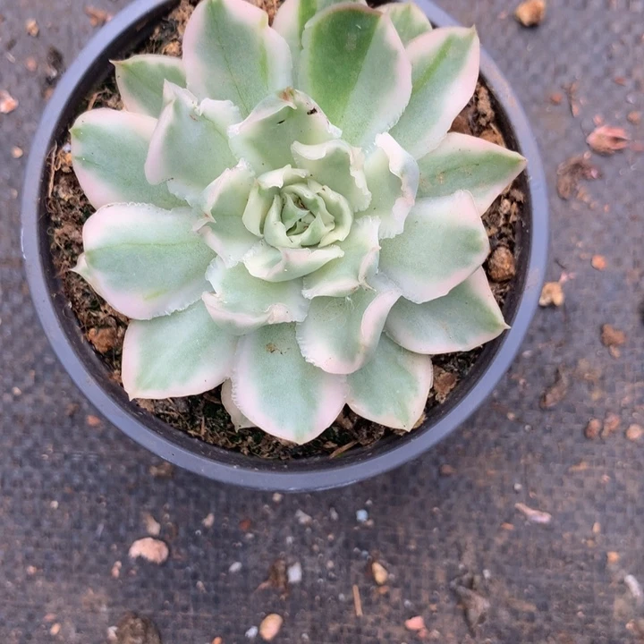 精控紫蝴蝶锦多肉