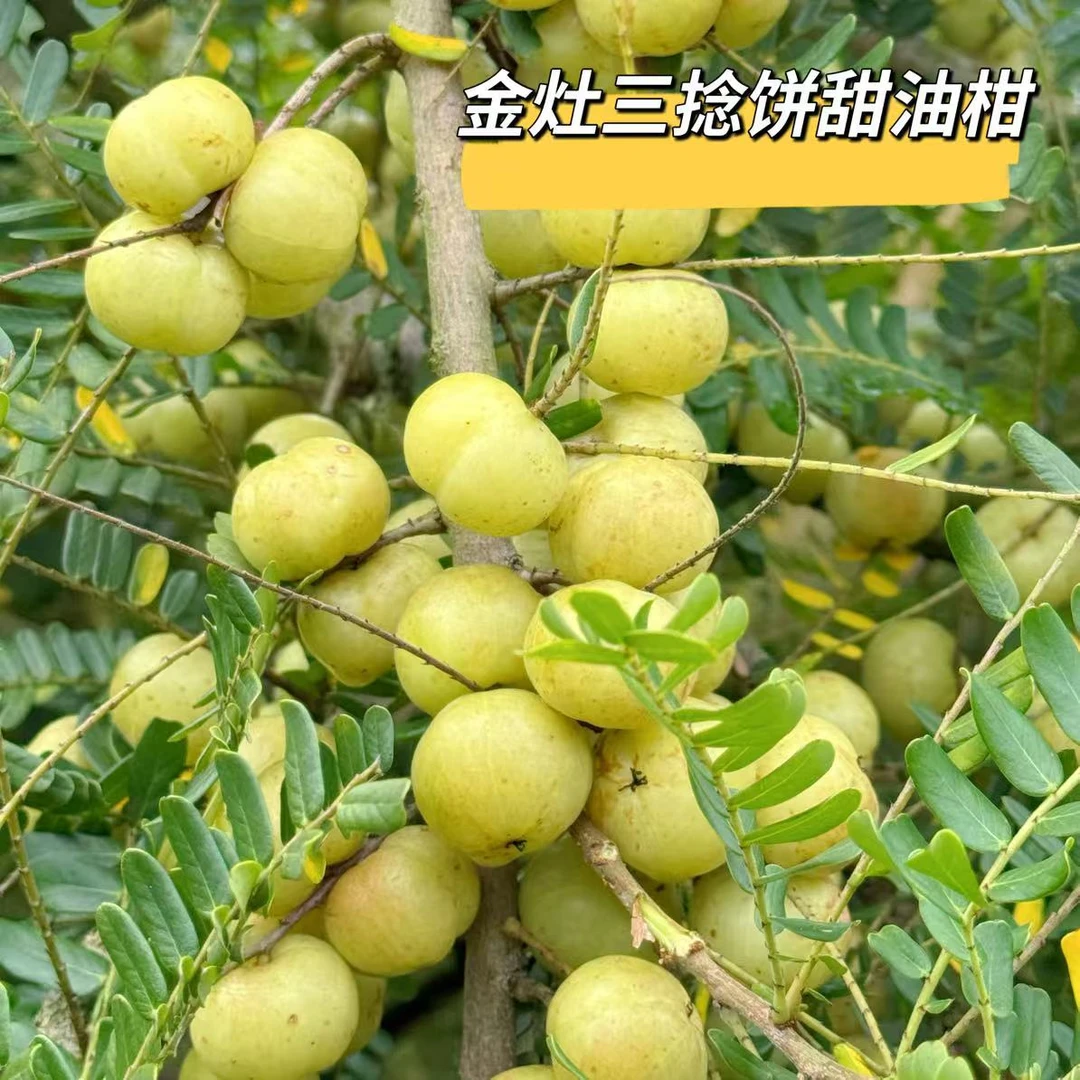 【杨教授专属】金灶三捻饼甜油柑生吃酥脆回甘不甜也可榨汁煲汤