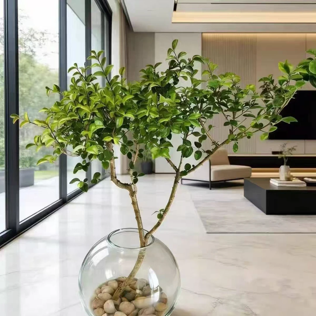 小叶女贞水培植物室内易活四季可养茶台客厅桌面摆件