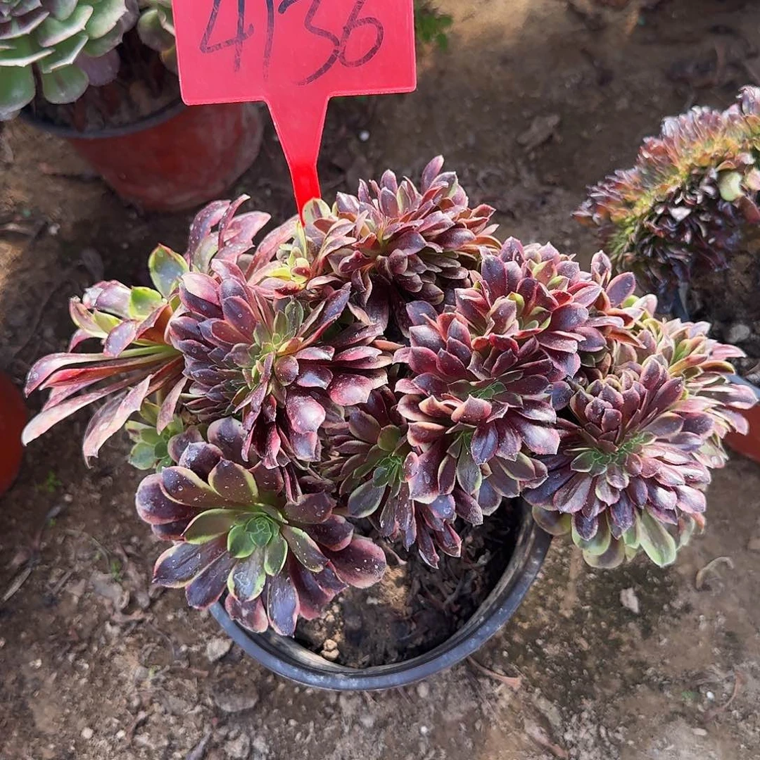 4136欧嘉丽缀化多肉