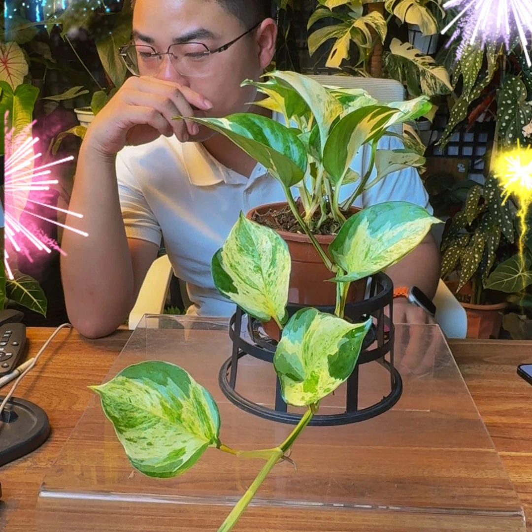 L***Y无花朵一物一拍X1