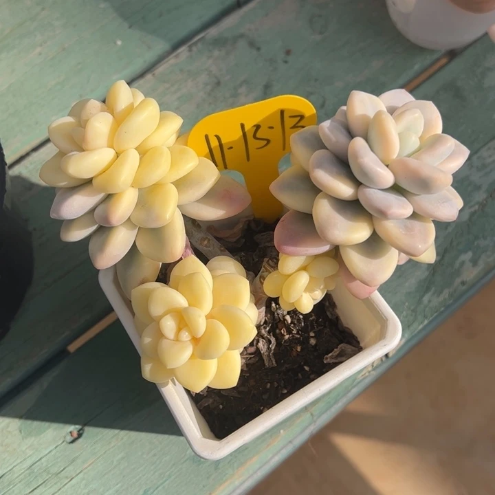 11-13-13洛神锦多肉植物