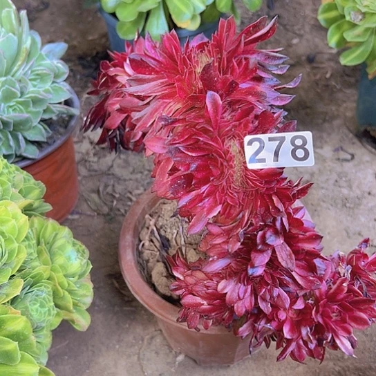 海***花多肉植物一个法师