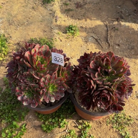 安娜2棵13号棚328多肉植物