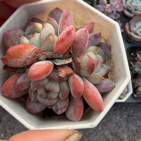 181全明星多肉植物多