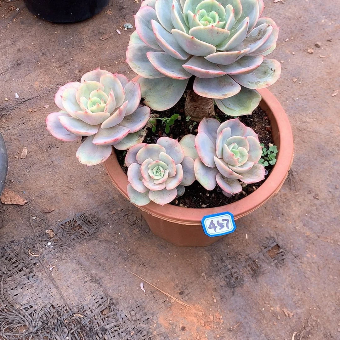 457白雪一物一拍多肉