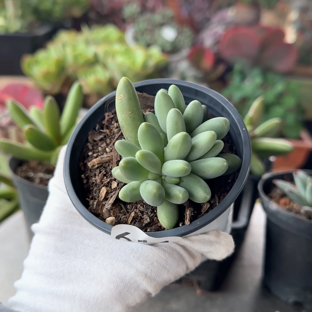 611号 一物一拍 一物一拍