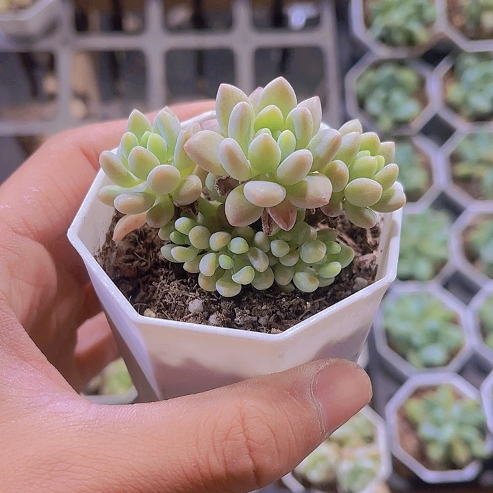 带盆土发鱼子酱多肉