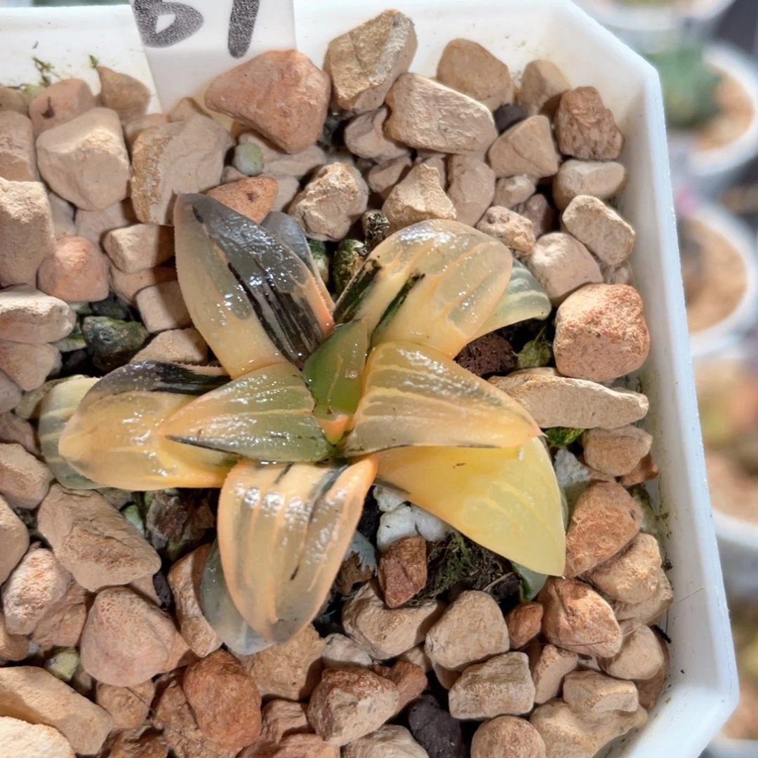 阳***461红纹锦。