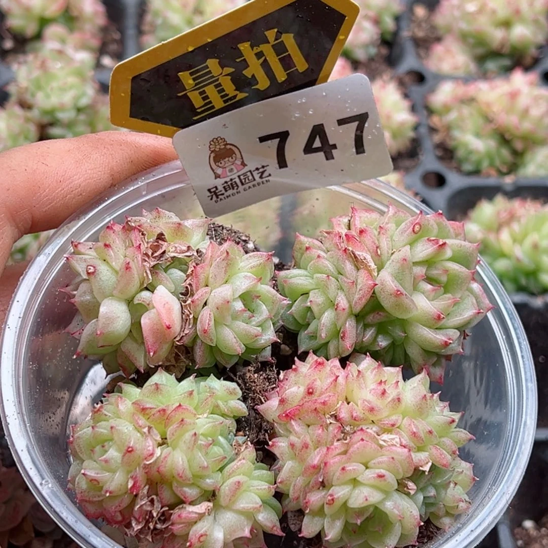 多肉植物多肉植物