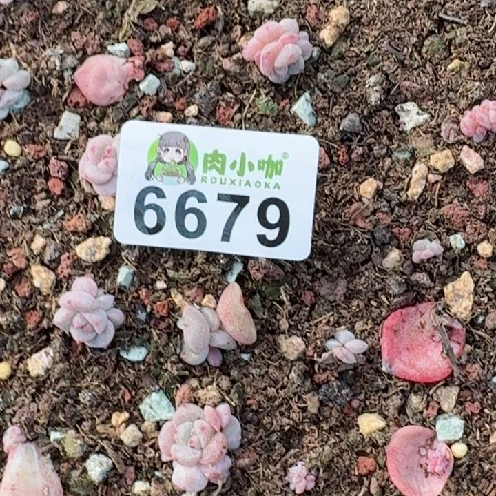 辣**枝多肉植物多肉植物