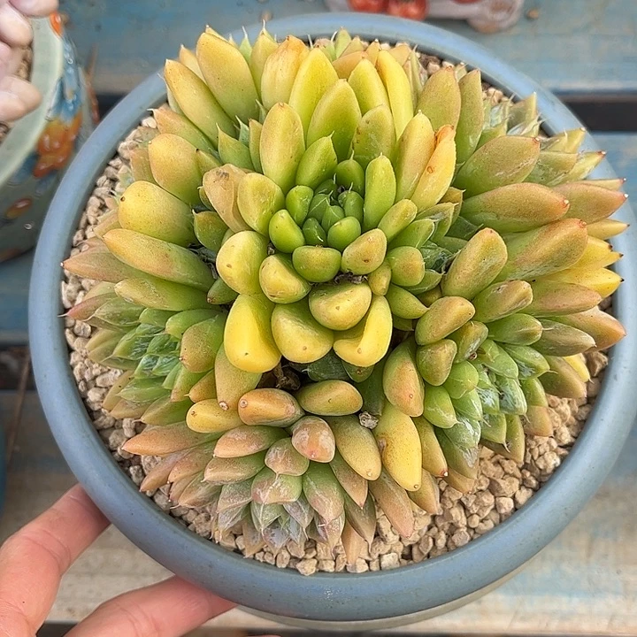 多肉植物一物一拍