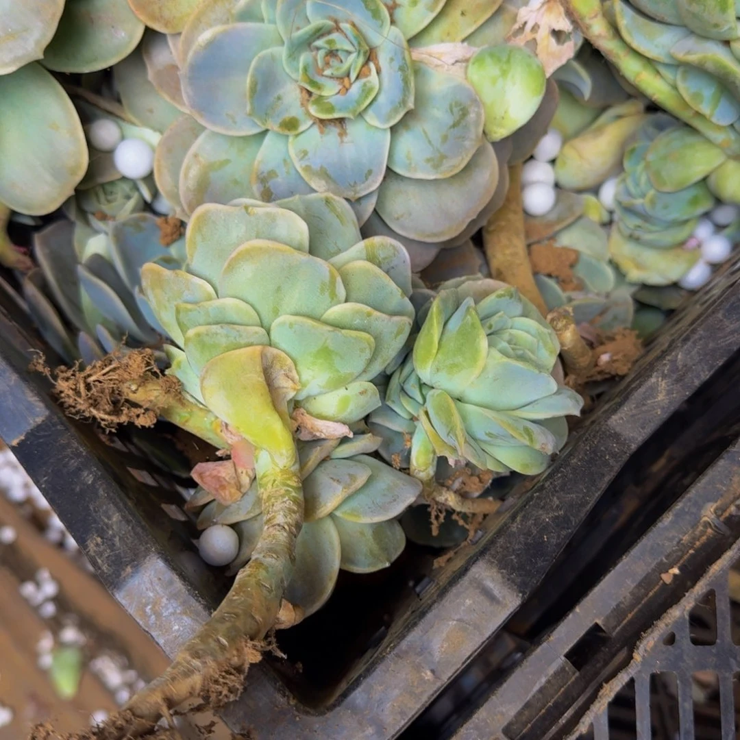 多肉砍头 不包损10米