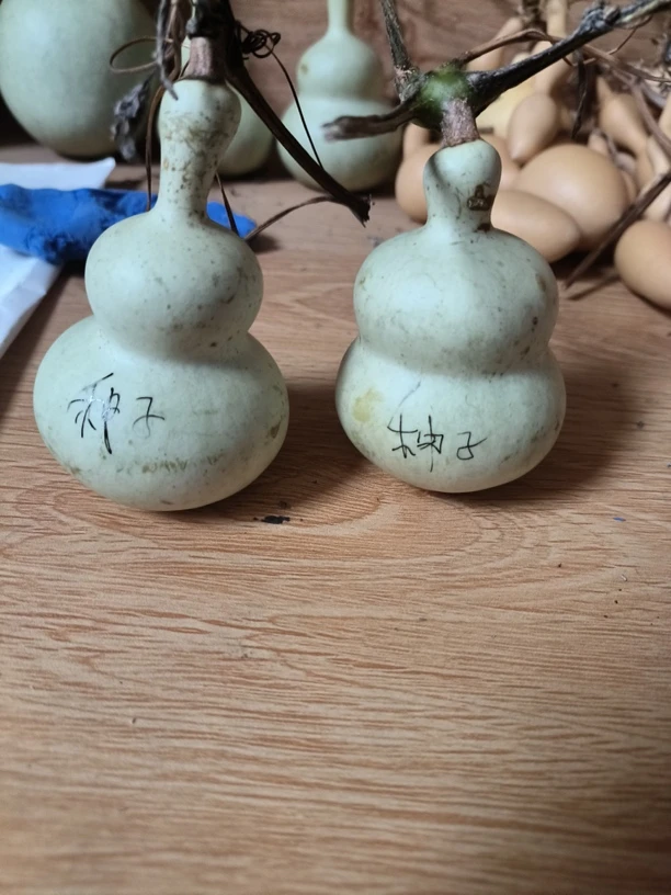 天坛八宝葫芦粗翻嘴八宝葫芦 种粒