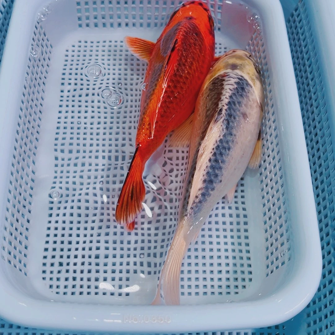 锦鲤锦鲤冷水鱼观赏鱼129