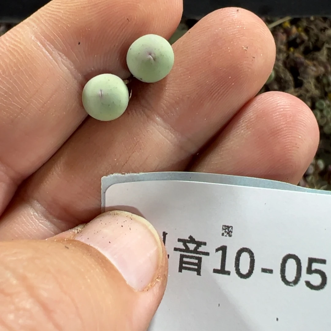 妞***妈10-05肉锥多肉植物