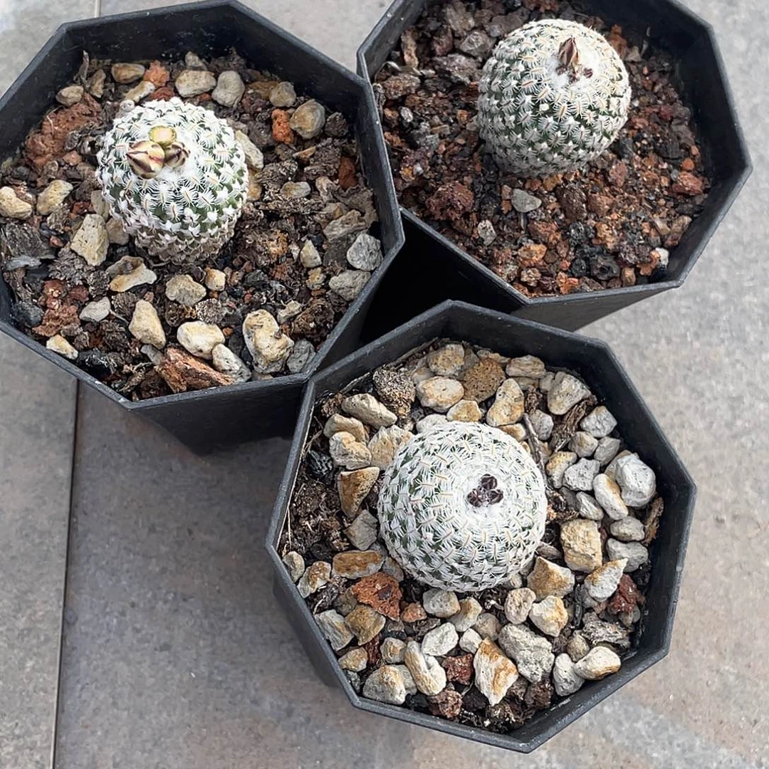 小***芬仙人球实生白斜子三个