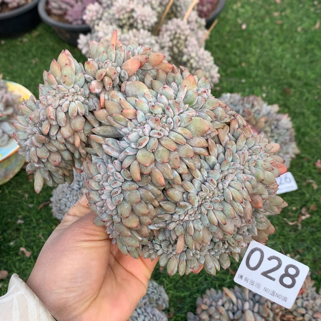 028橙子11111111111