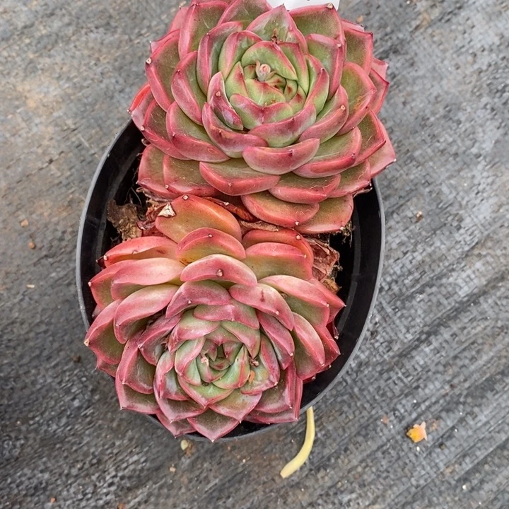 尐*糊精品多肉植物0117