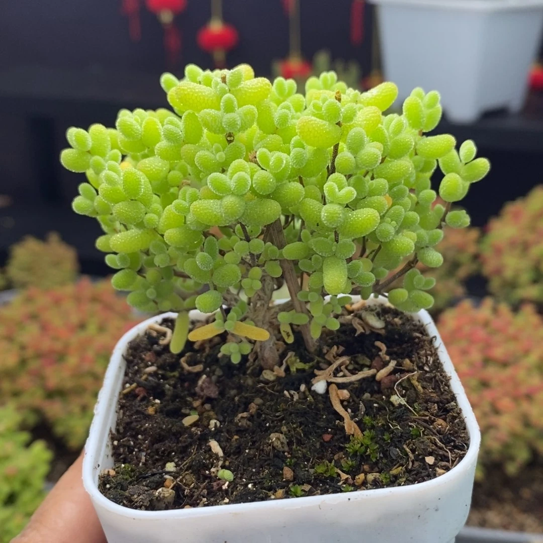 陈*华534号金桔糖球枝干