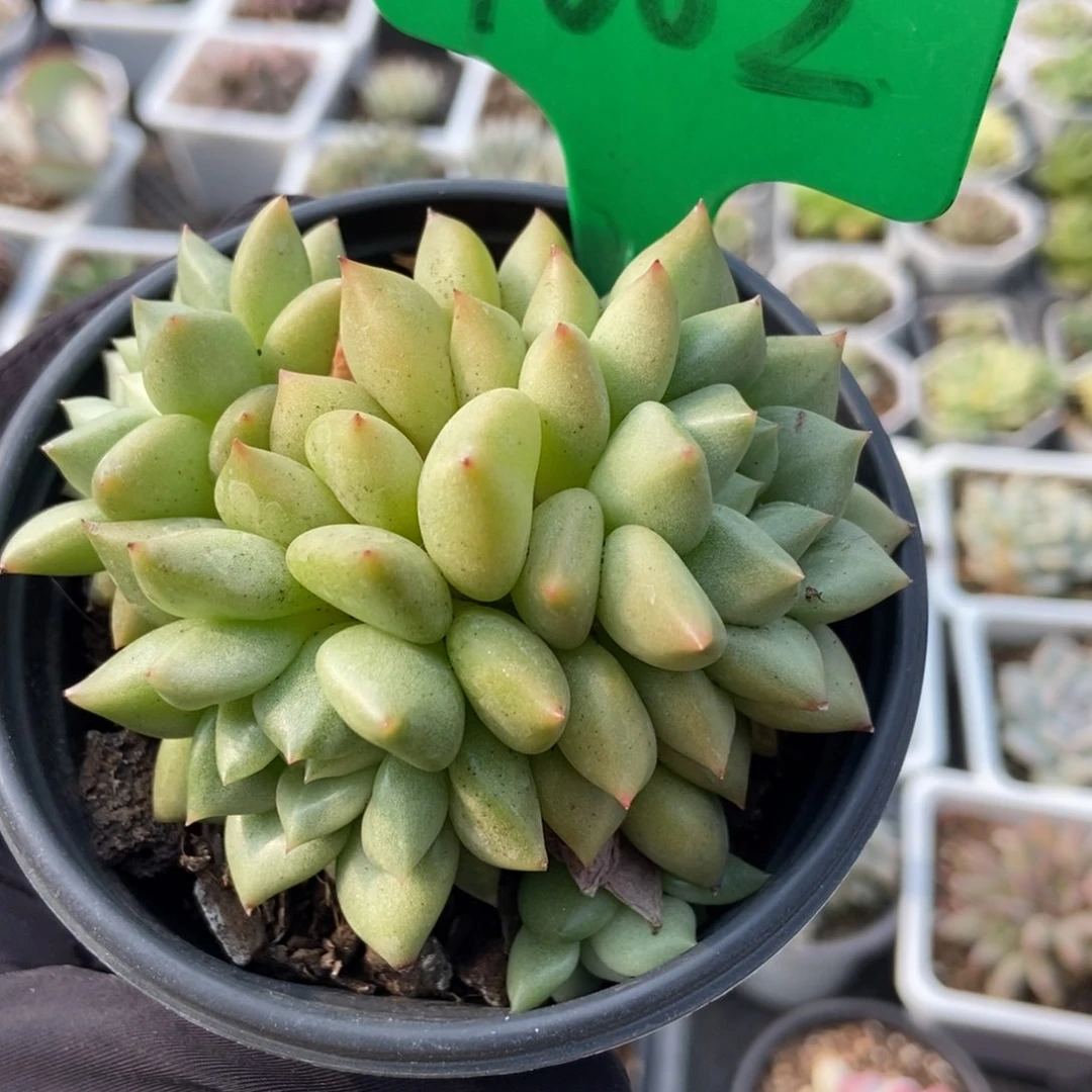 1002象牙多肉植物保护