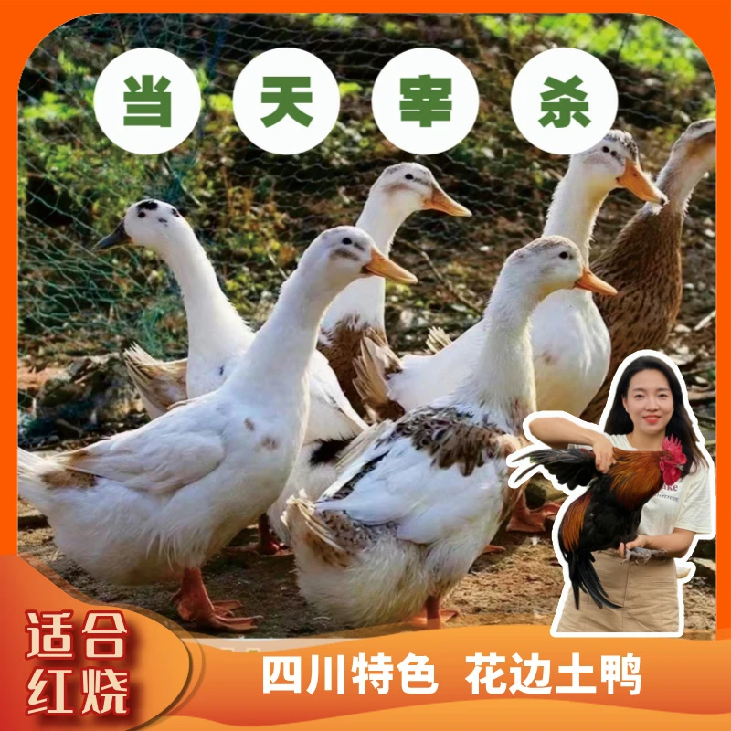 新鲜现杀散养一年土麻鸭黄皮红肉顺丰包邮