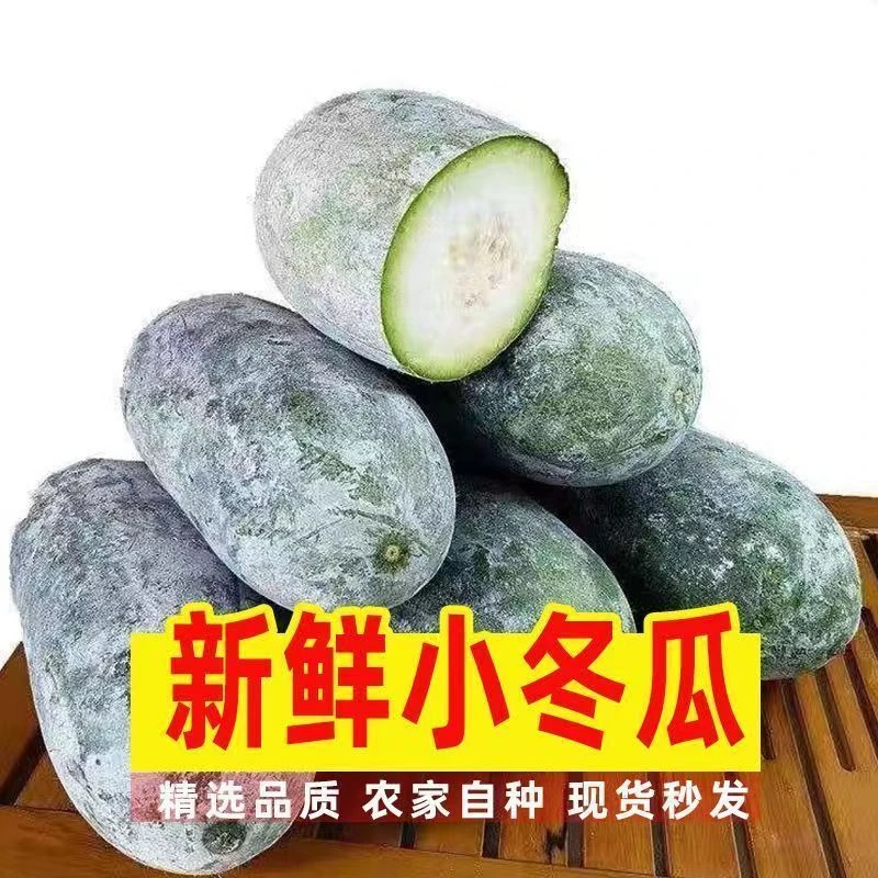 【现摘现发】新鲜迷你水果小冬瓜现摘现发煲汤炒菜佳选