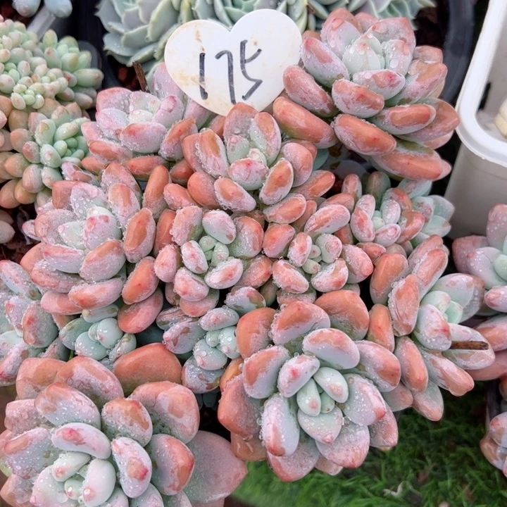 175洛神平平安安健健康康