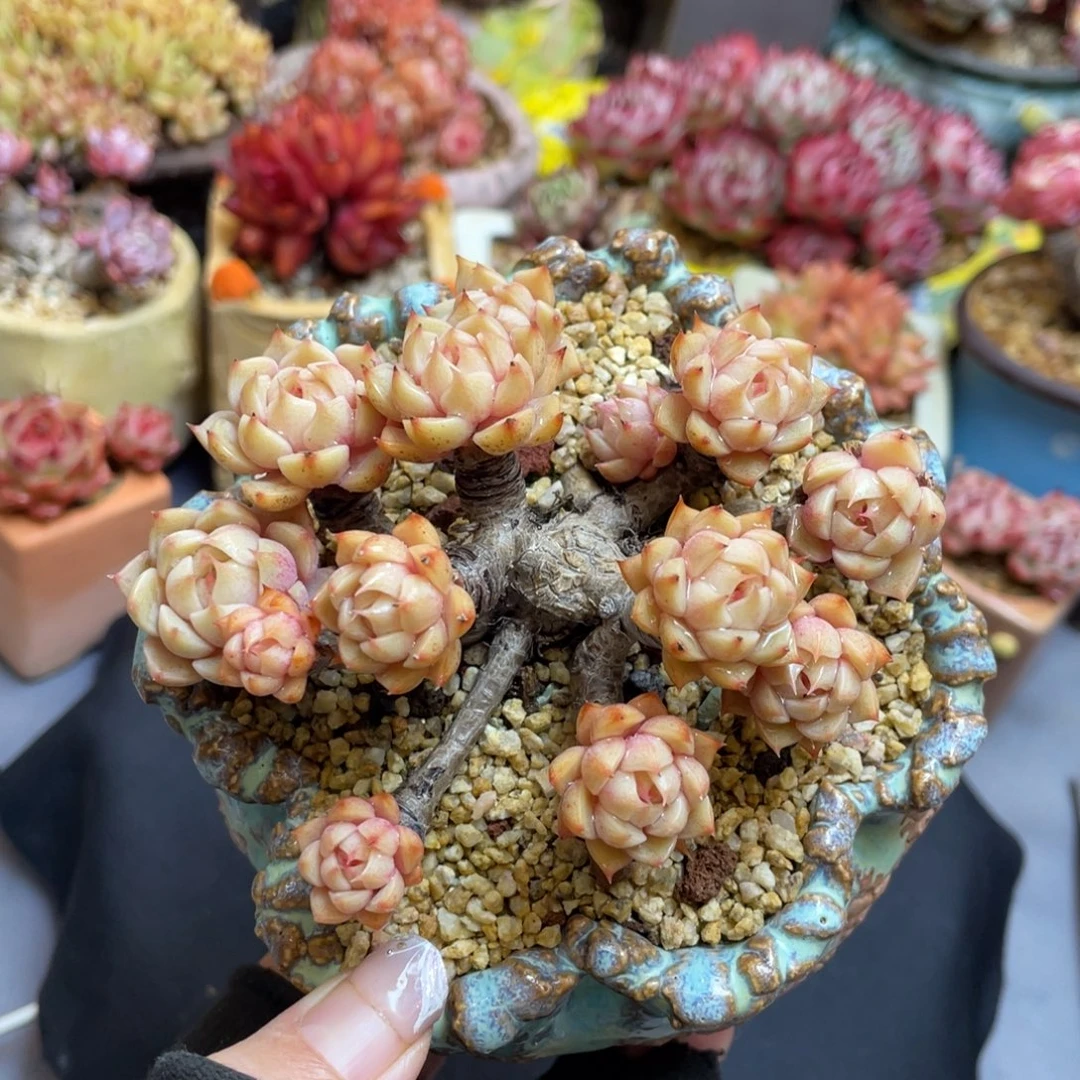 黄金本巴蒂斯老桩