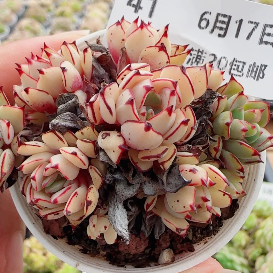 花语逸镜0617-41甜茶